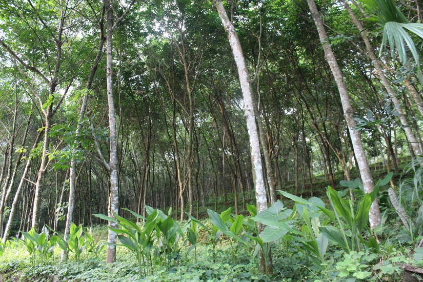 Rubber plantations and its manufacturing is a sight to behold