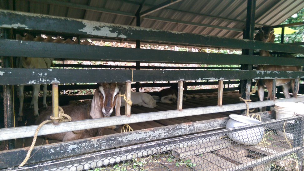 Barn with goats. You go there the and they will stare you the face.