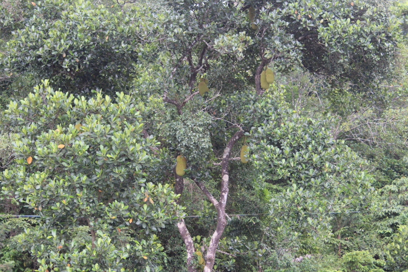 Jack fruits are a speciality...Don't know how the trees are holding up these heavy fruits so high.